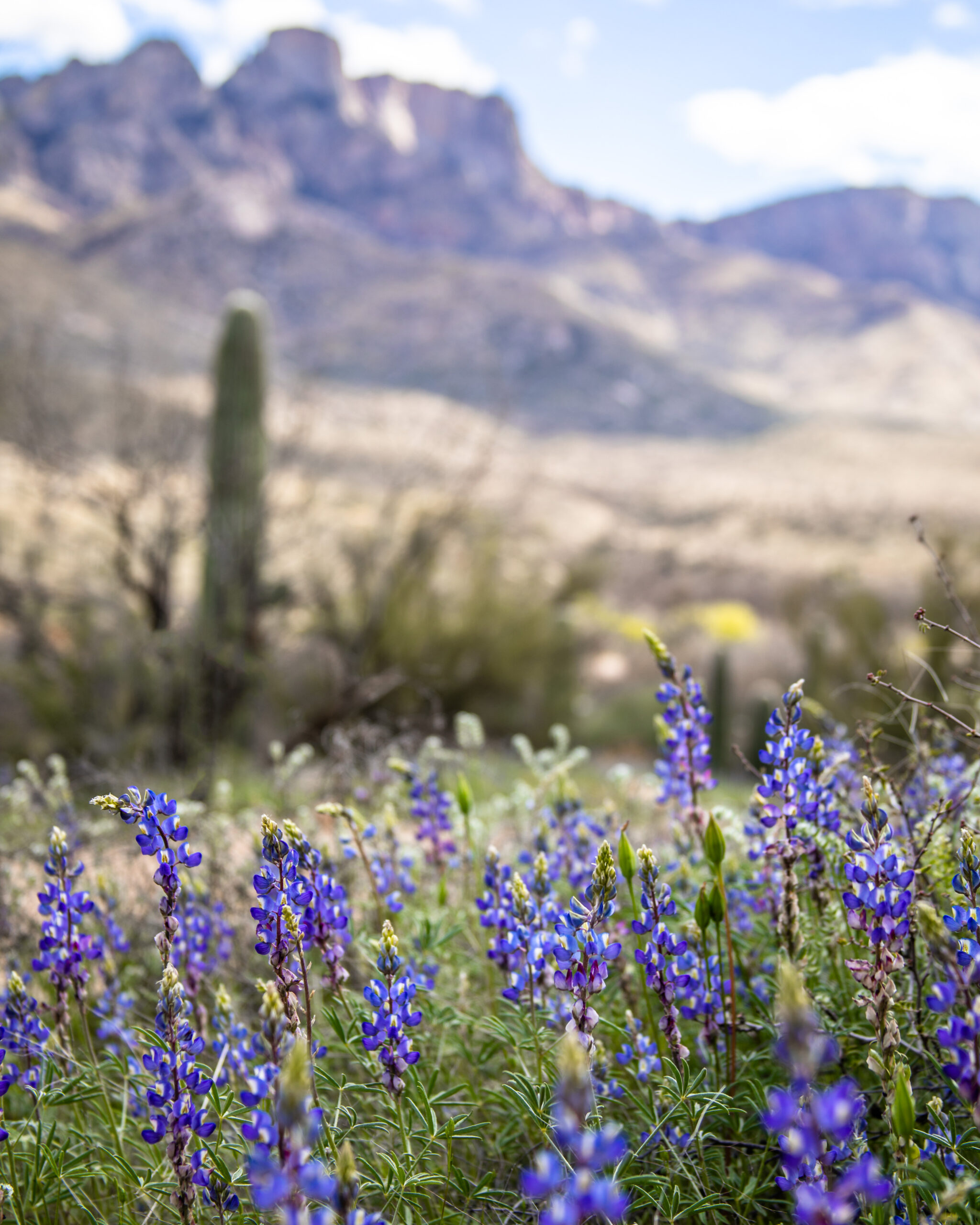 My Favorite Hikes in Tucson