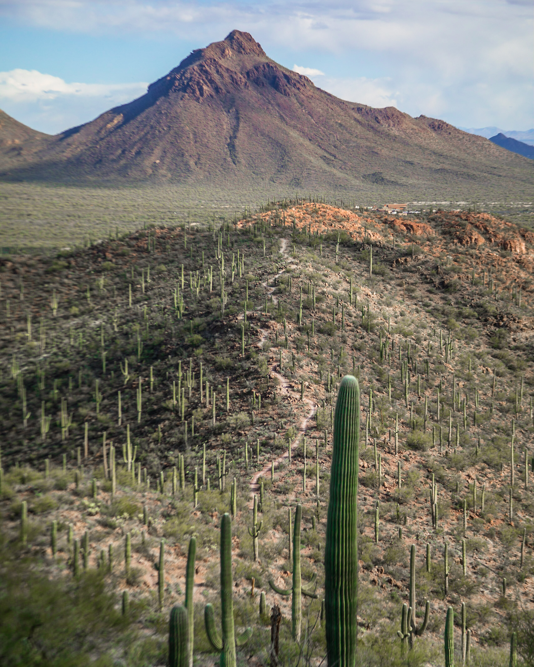 My Favorite Hikes in Tucson