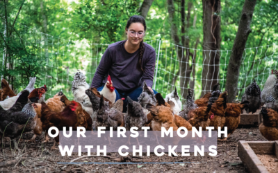 Our First Month with Chickens